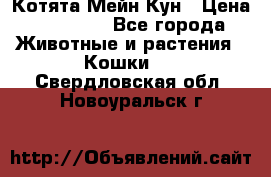 Котята Мейн Кун › Цена ­ 15 000 - Все города Животные и растения » Кошки   . Свердловская обл.,Новоуральск г.